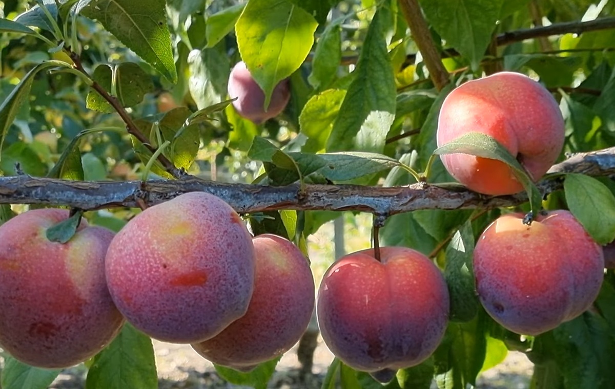 Купити Гібрид сливи "Аутумн гігант"