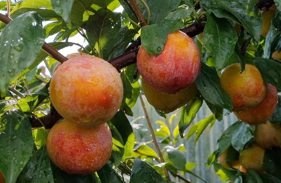 Купити Гібрид сливи "Байрон Голд" 