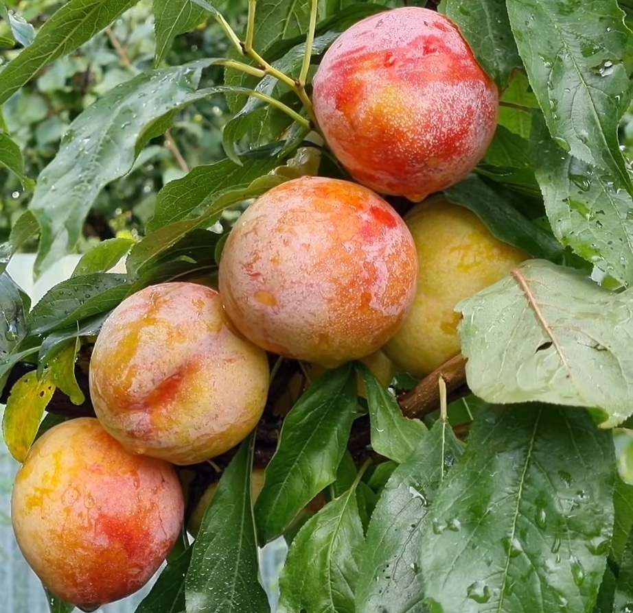 Купити Гібрид сливи "Байрон Голд" 