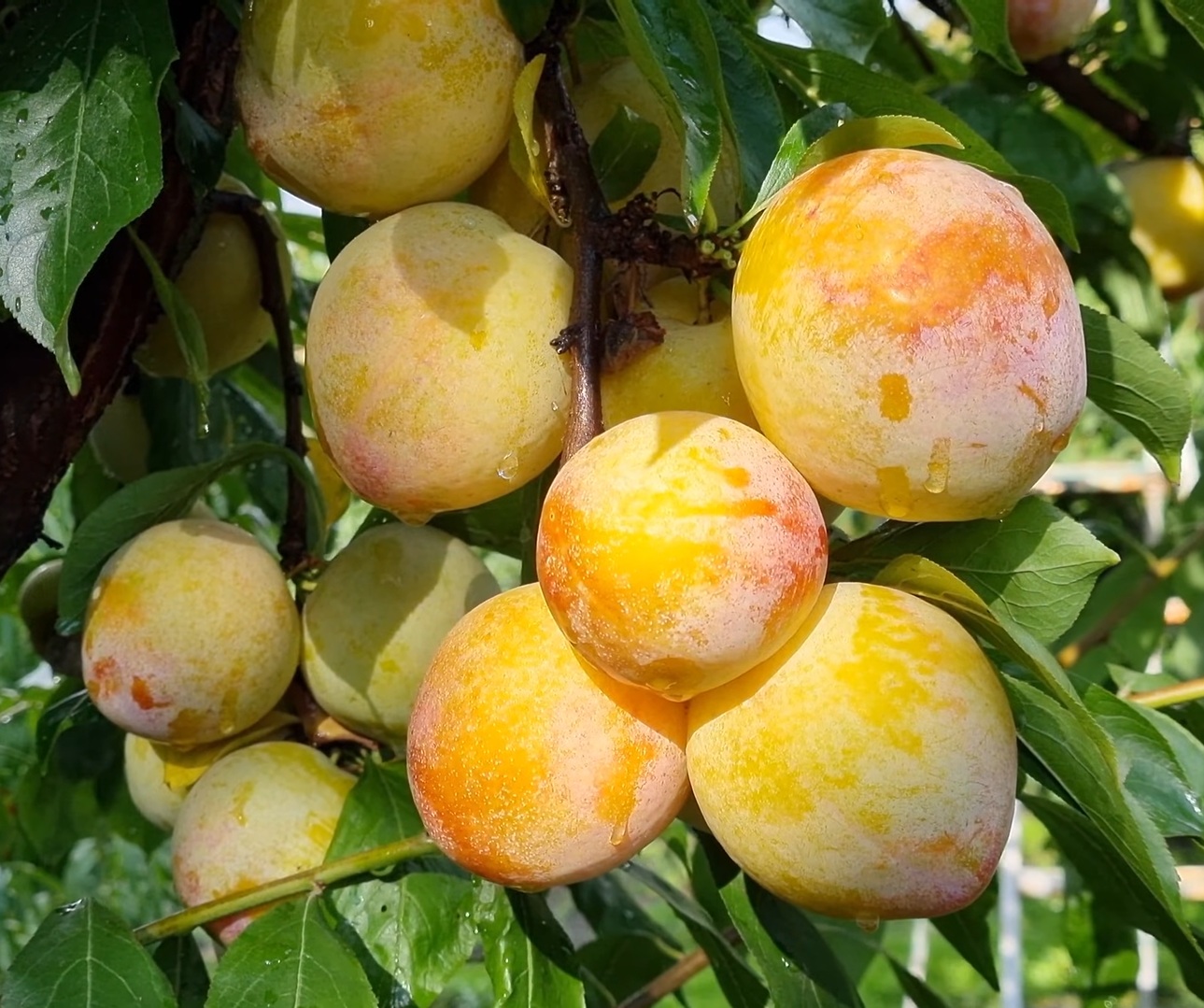 Купити Гібрид сливи "Байрон Голд" 