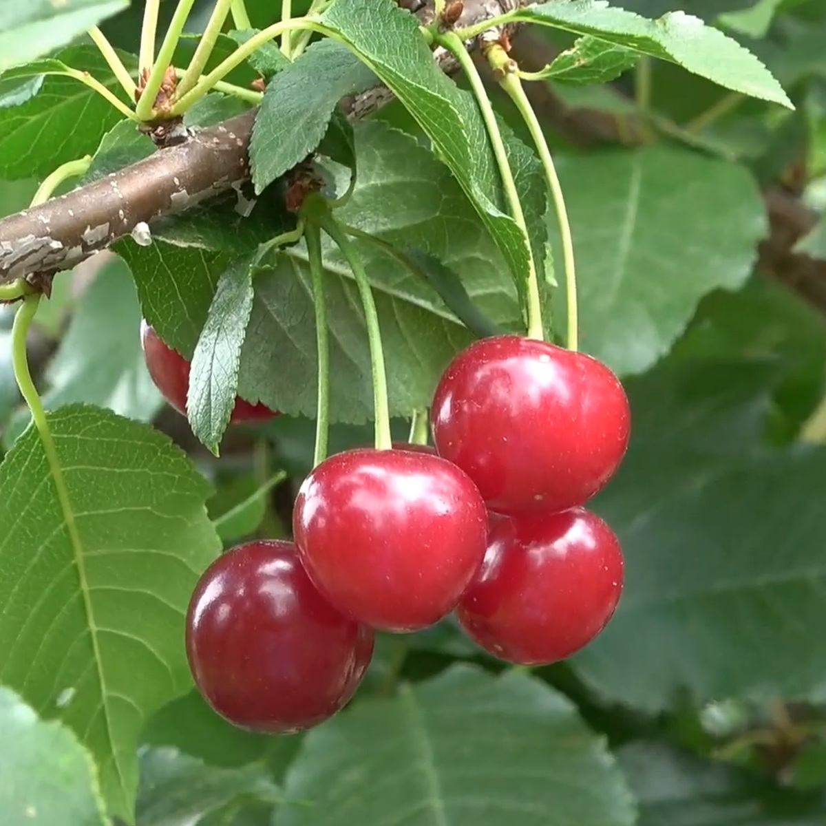 Купить саженцы вишни Барон Йошикай