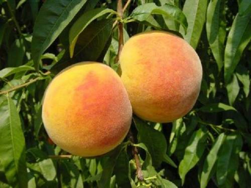 Купить Персик "Беби голд"