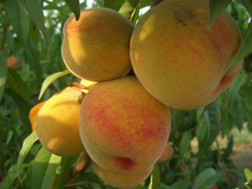 Купить Персик "Беби голд"