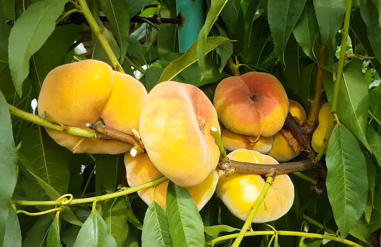 Купити Інжирний персик "Бельмондо"