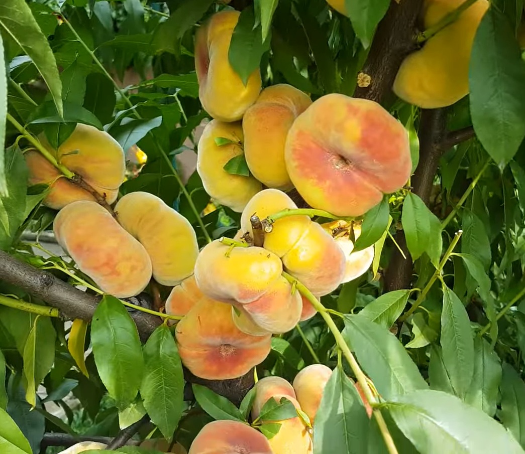 Купити Інжирний персик "Бельмондо"