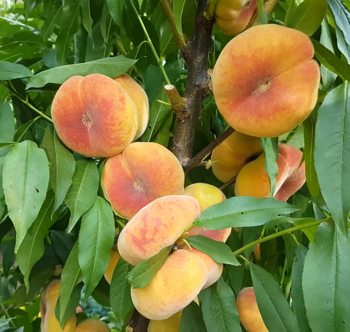 Купити Інжирний персик "Бельмондо"