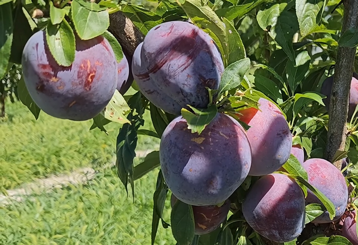 Купити Гібрид сливи "Бербанк Гігант"