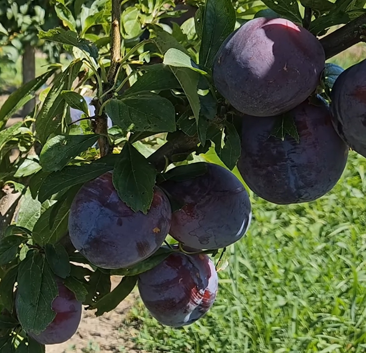 Купити Гібрид сливи "Бербанк Гігант"