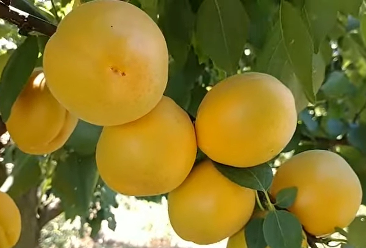 Купити Гібрид абрикоса "Бетті Кот" 