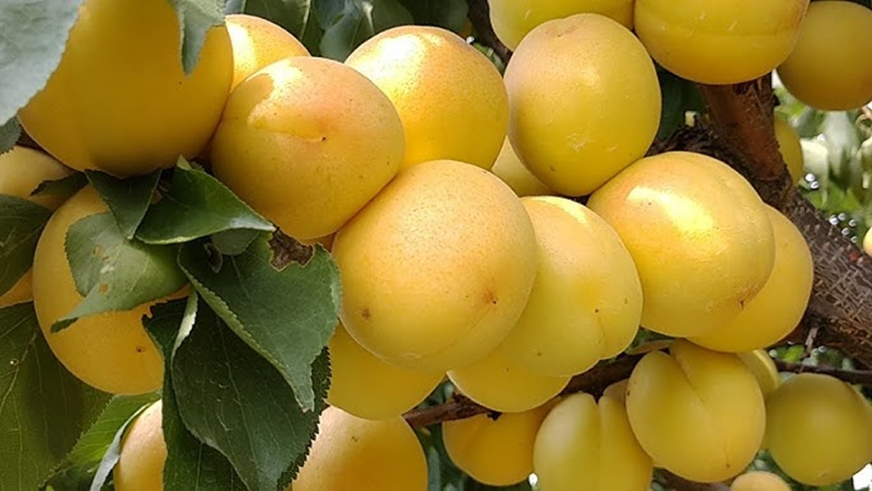 Купити Гібрид абрикоса "Бетті Кот" 