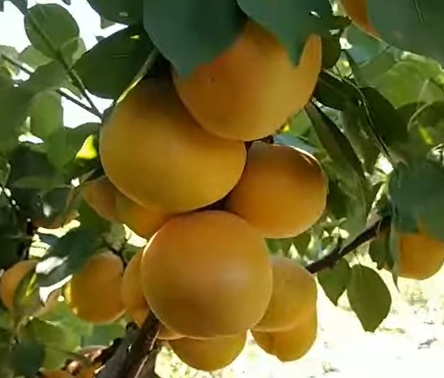 Купити Гібрид абрикоса "Бетті Кот" 