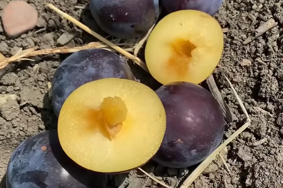 Купити Гібрид сливи "Блек Голд"