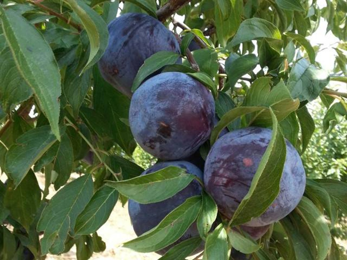 Купити Гібрид сливи "Блек Голд"