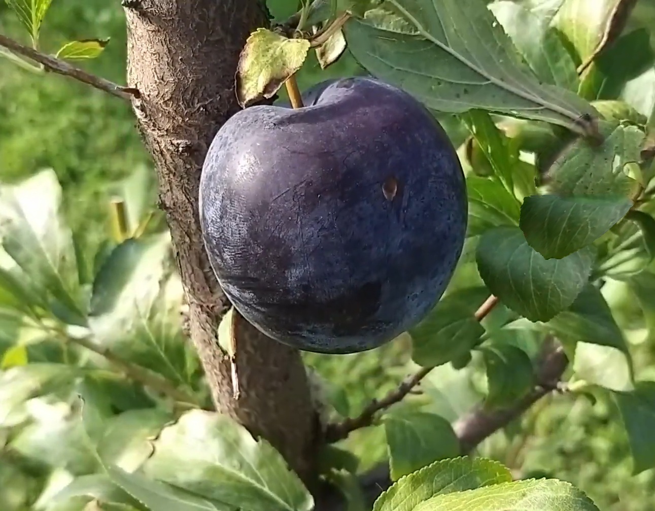 Купить Гибрид сливы "Блэк Голд"