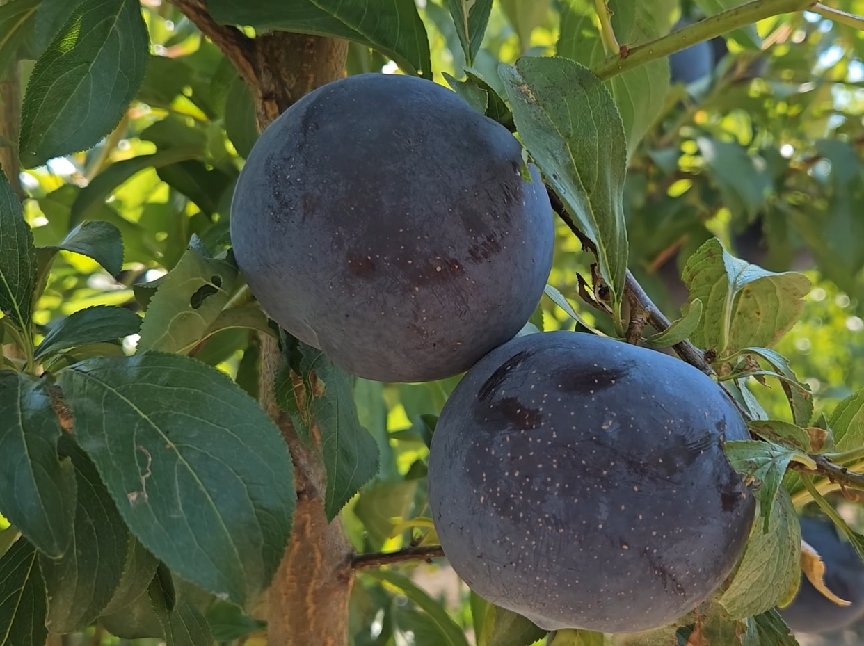 Купить саженцы гибридов слив