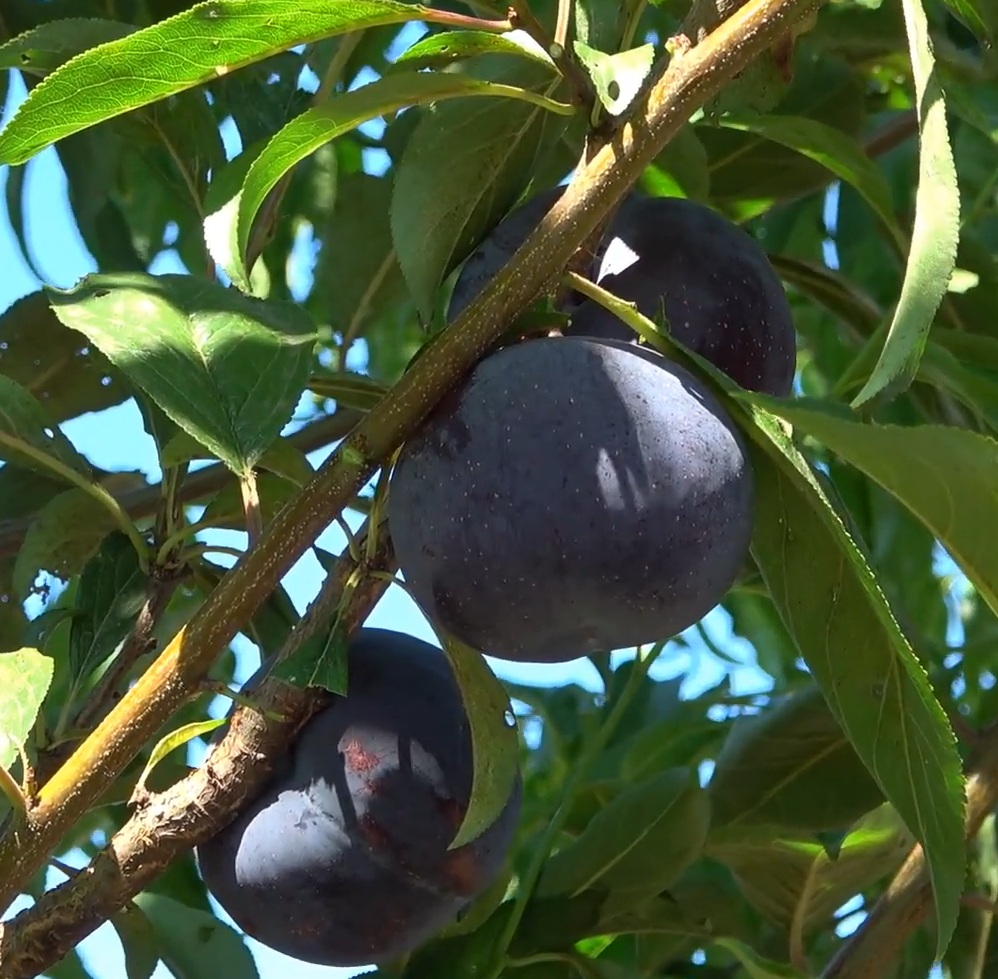Купити саджанці гібриду сливи Блек Даймонд