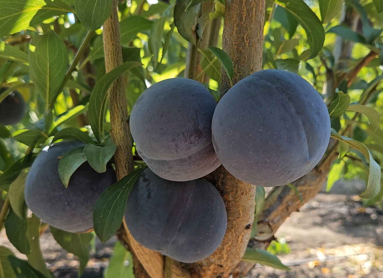 Купить саженцы гибрида сливы Блэк Даймонд