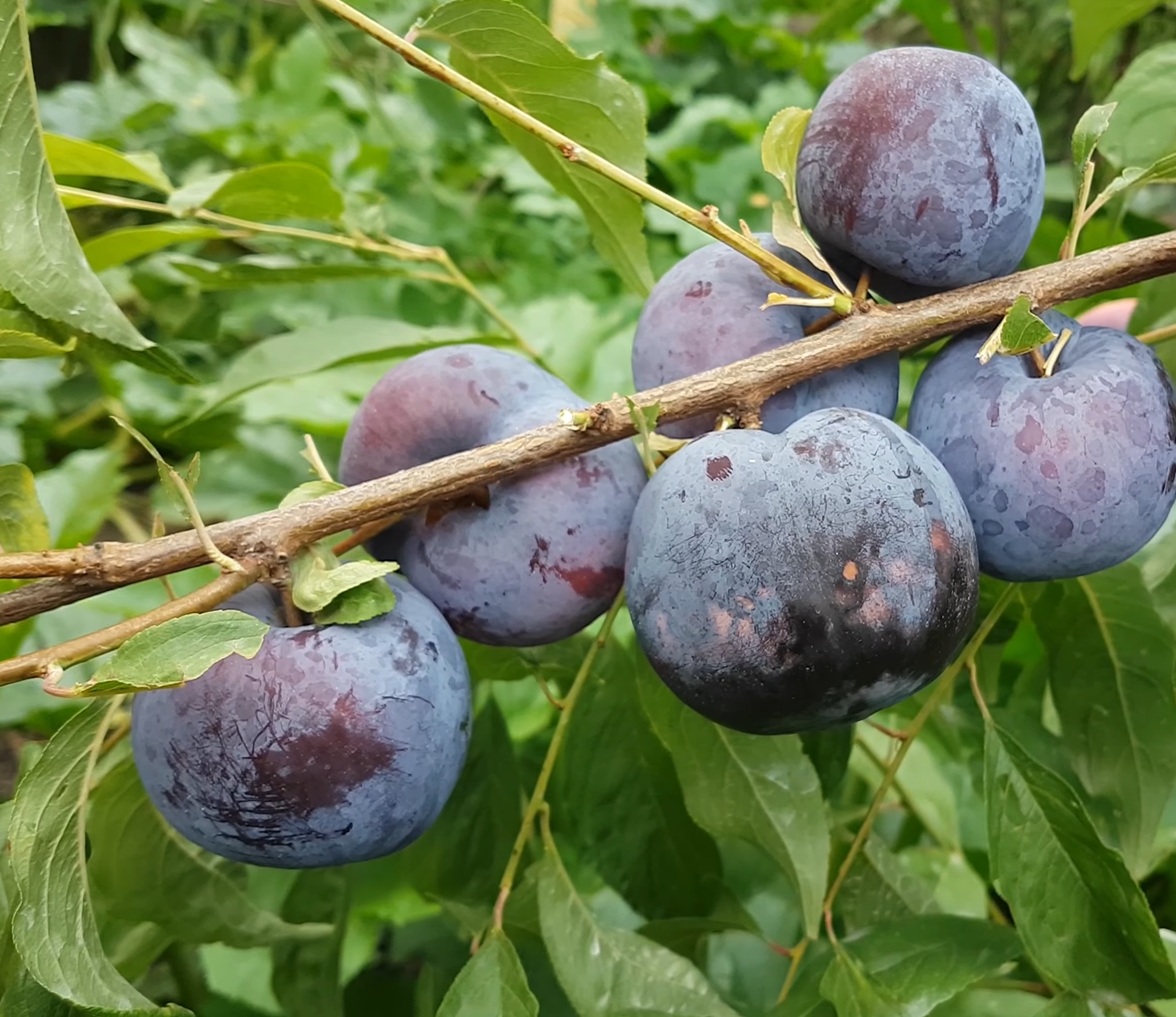 Купить Гибрид сливы "Блэк Сплендор"