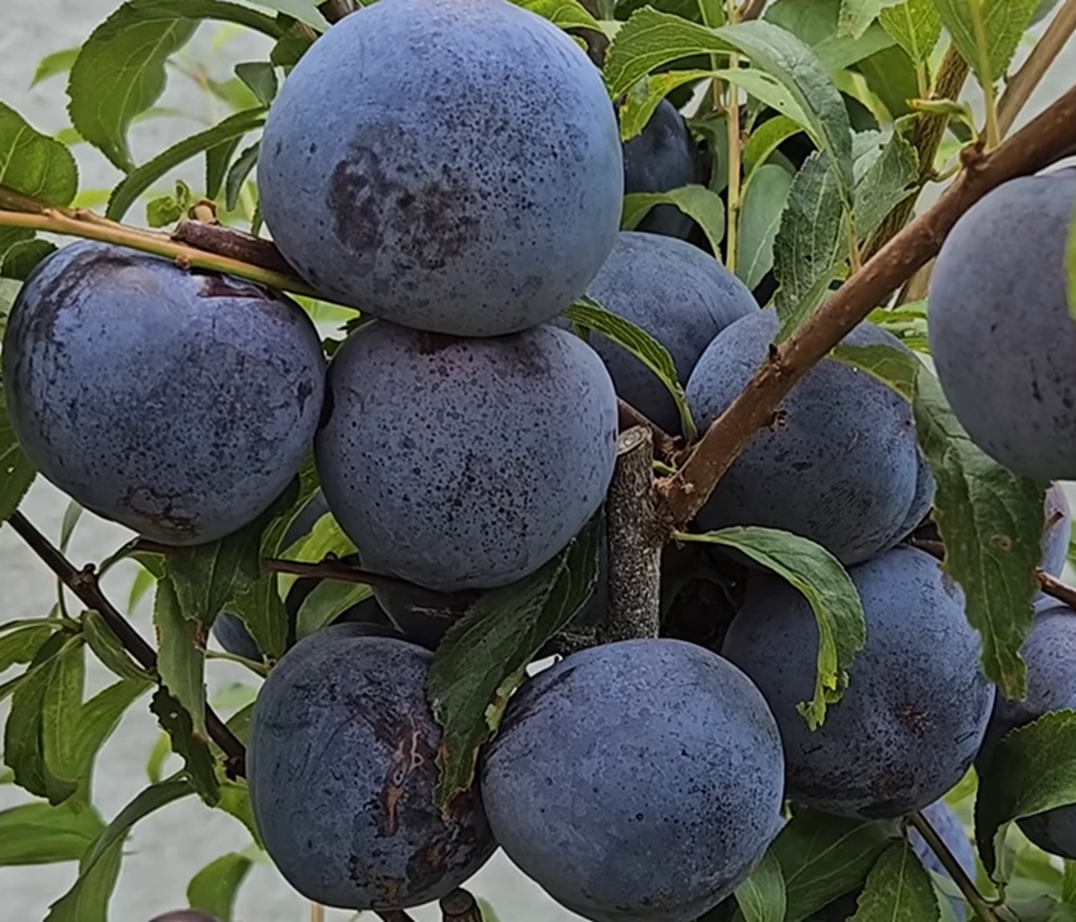 Купити Гібрид сливи "Блек Сплендор" 
