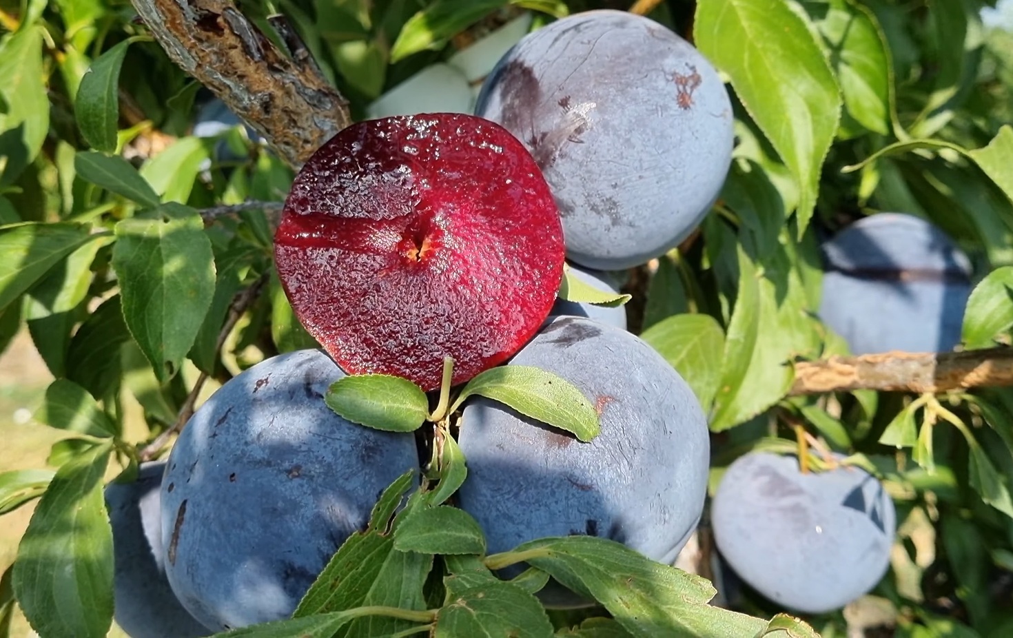 Купити Гібрид сливи "Блек Сплендор" 