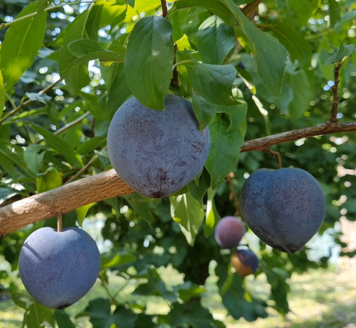 Купити Гібрид сливи "Блек Стар"