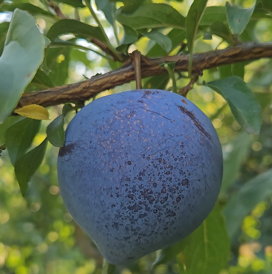 Купить Гибрид сливы "Блэк Стар"