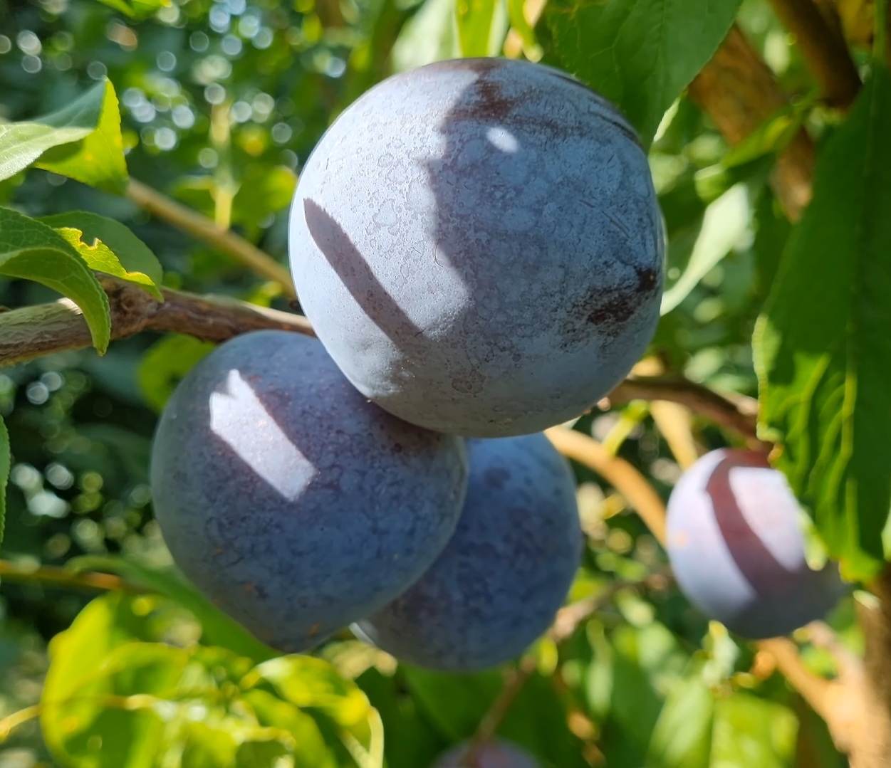 Купити Гібрид сливи "Блек Стар"