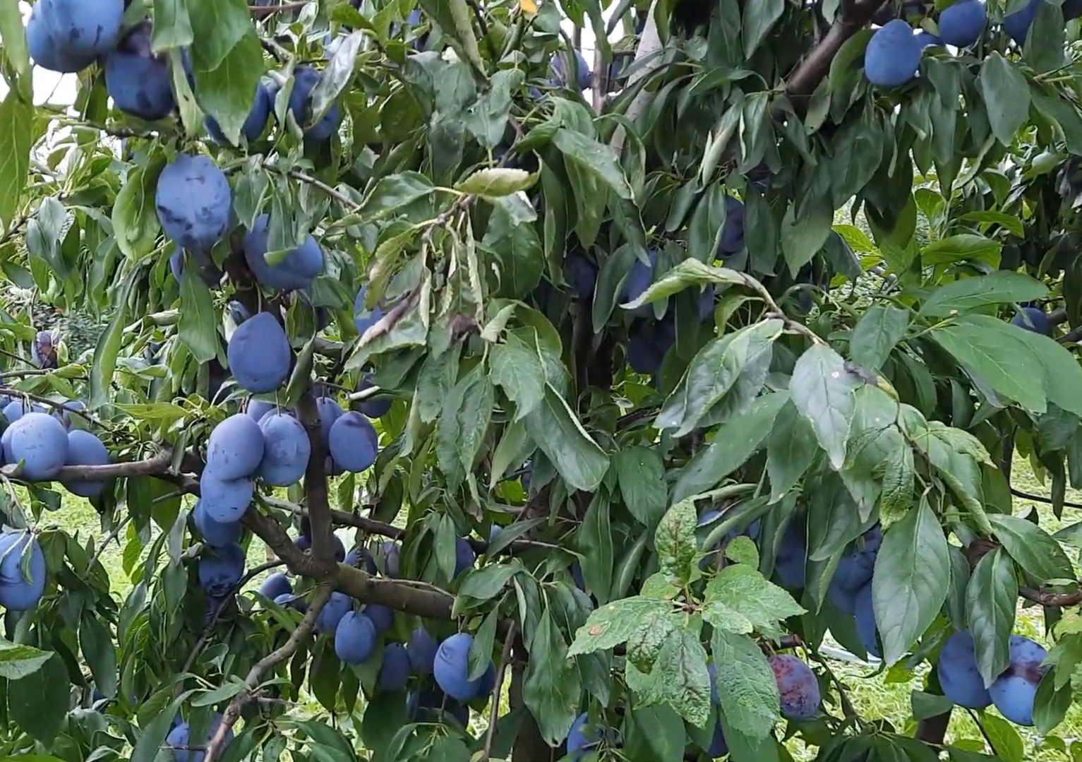 Купити Сливу "Блю Фрі"