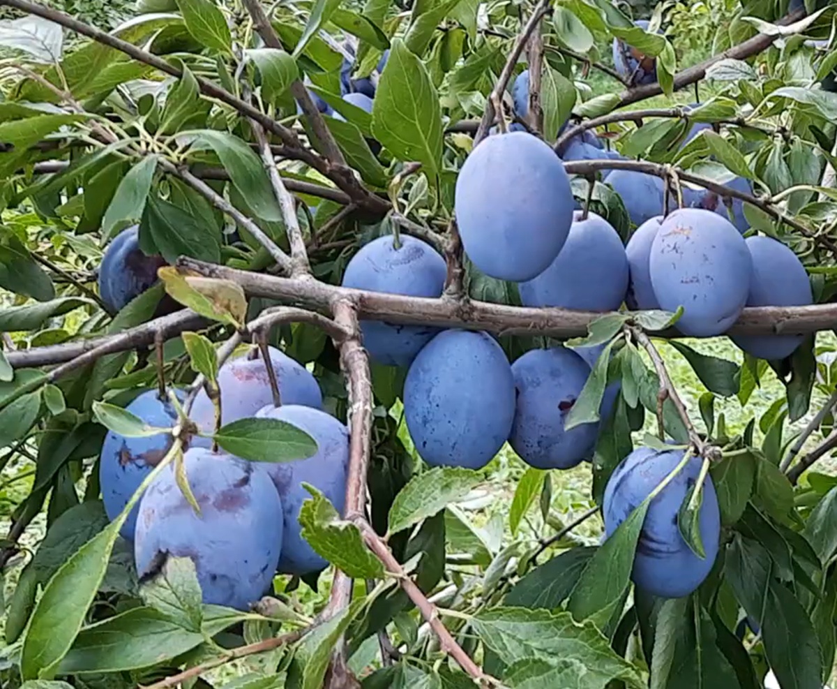 Купити Сливу "Блю Фрі"