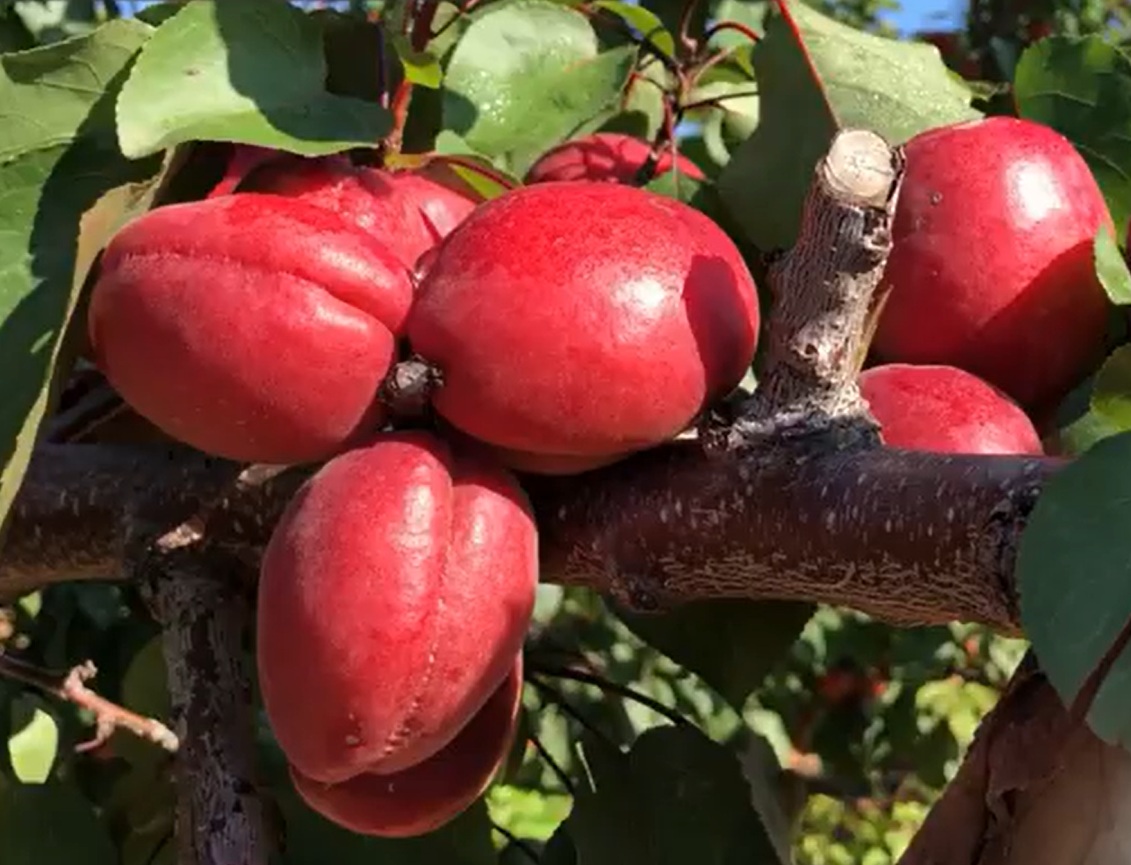 Купити саджанець абрикосу Болеро