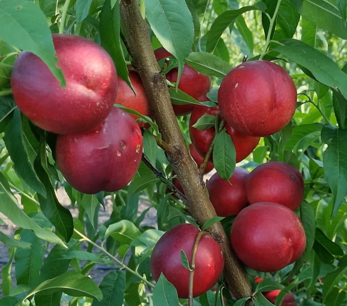 Купити Нектарин  "Бореал"