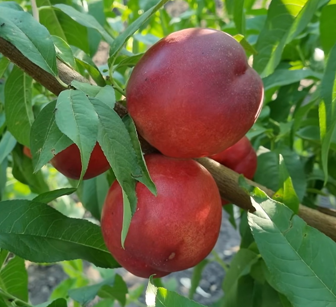 Купити Нектарин  "Бореал"