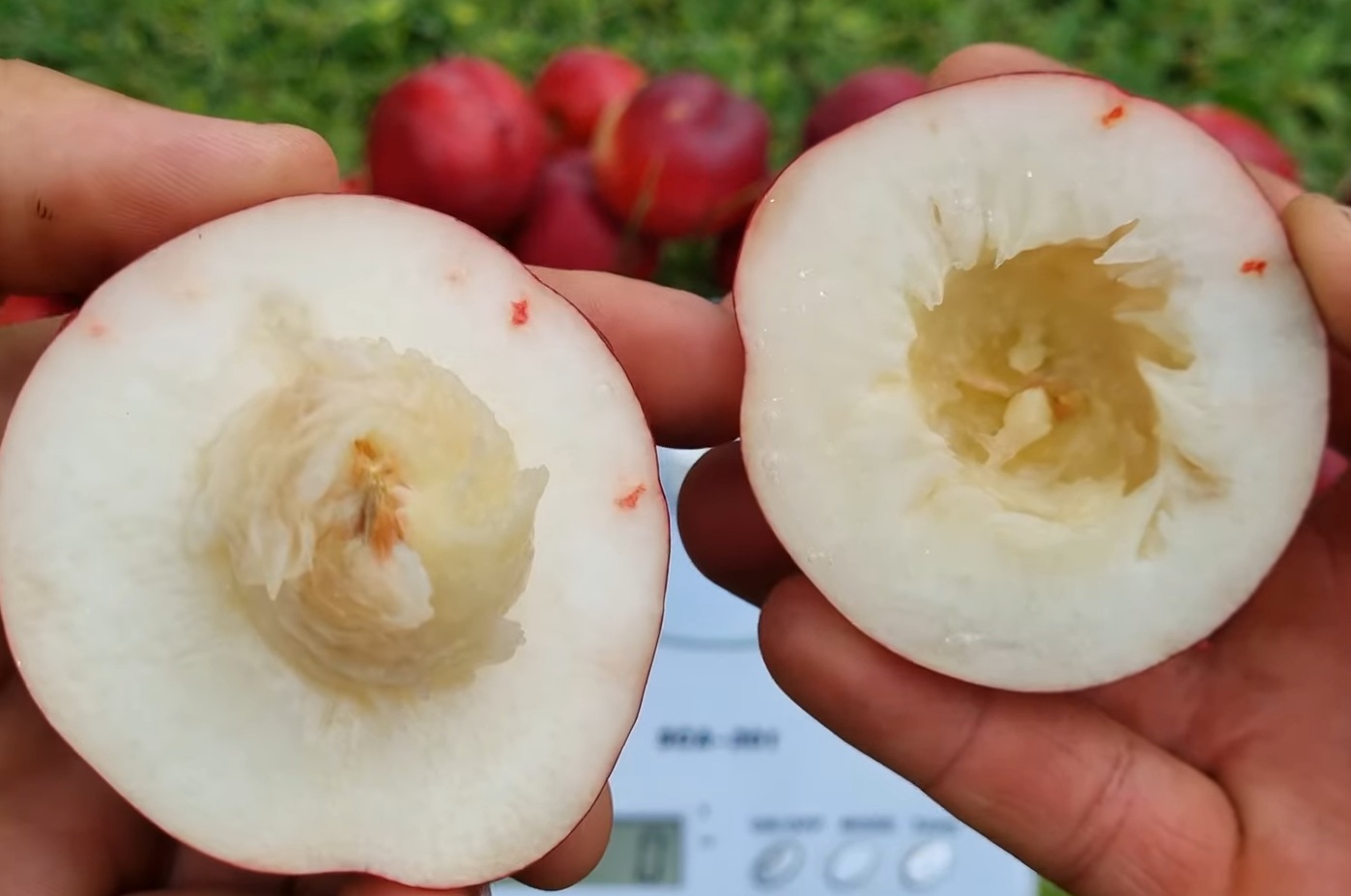 Купити Нектарин  "Бореал"