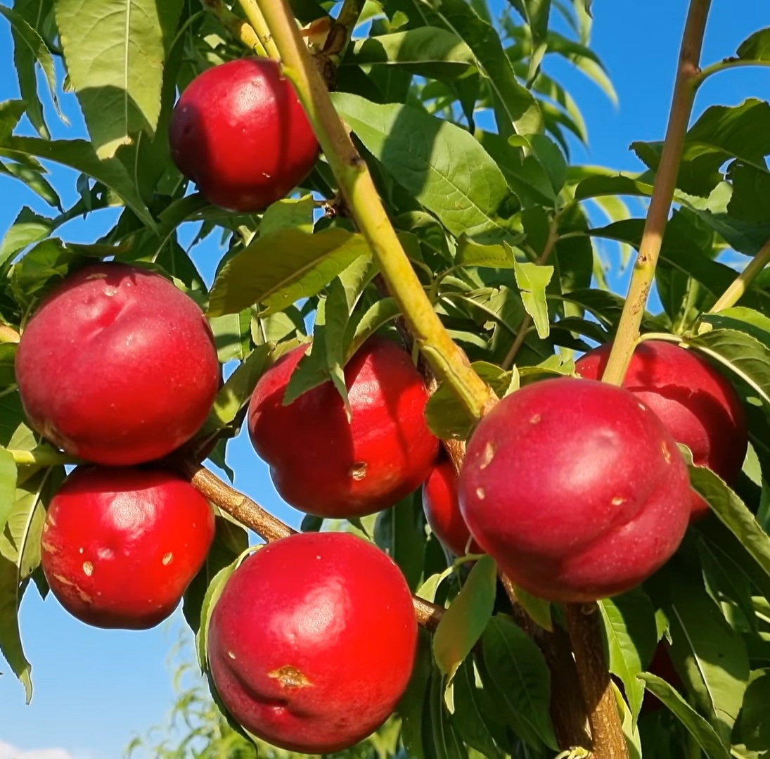 Купить Нектарин "Бореал"