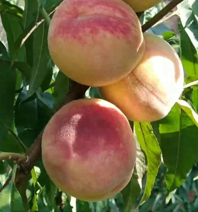 Купити Колоновидний персик "Бургунді"