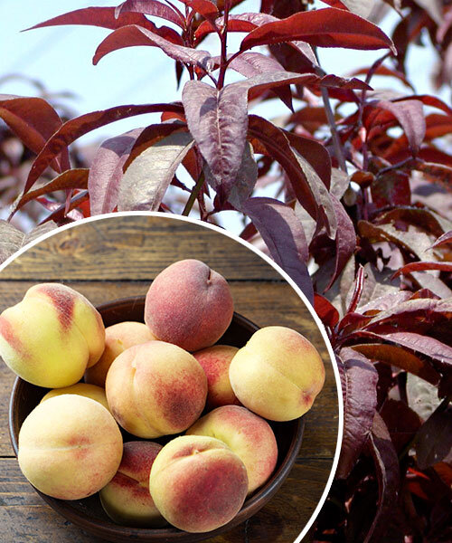 Купити Колоновидний персик "Бургунді"