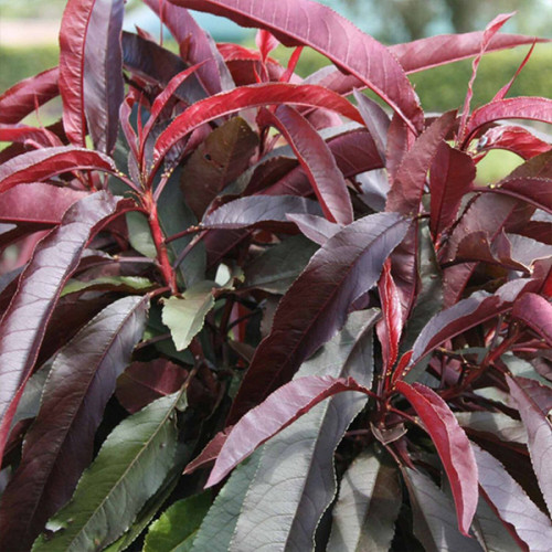 Купити Колоновидний персик "Бургунді"