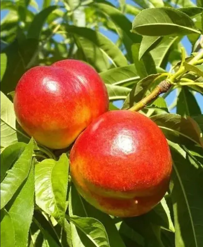 Купити Нектарин "Бурштиновий" 