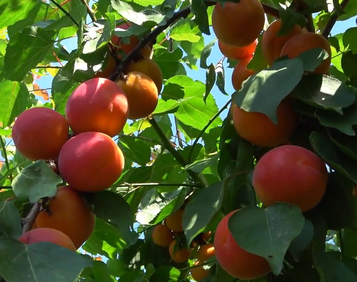 Купити Абрикос "Біг Ред"