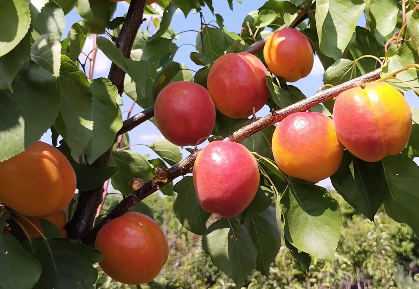 Купити Абрикос "Біг Ред"