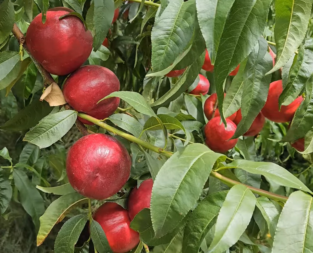 Купить Нектарин "Биг Топ"