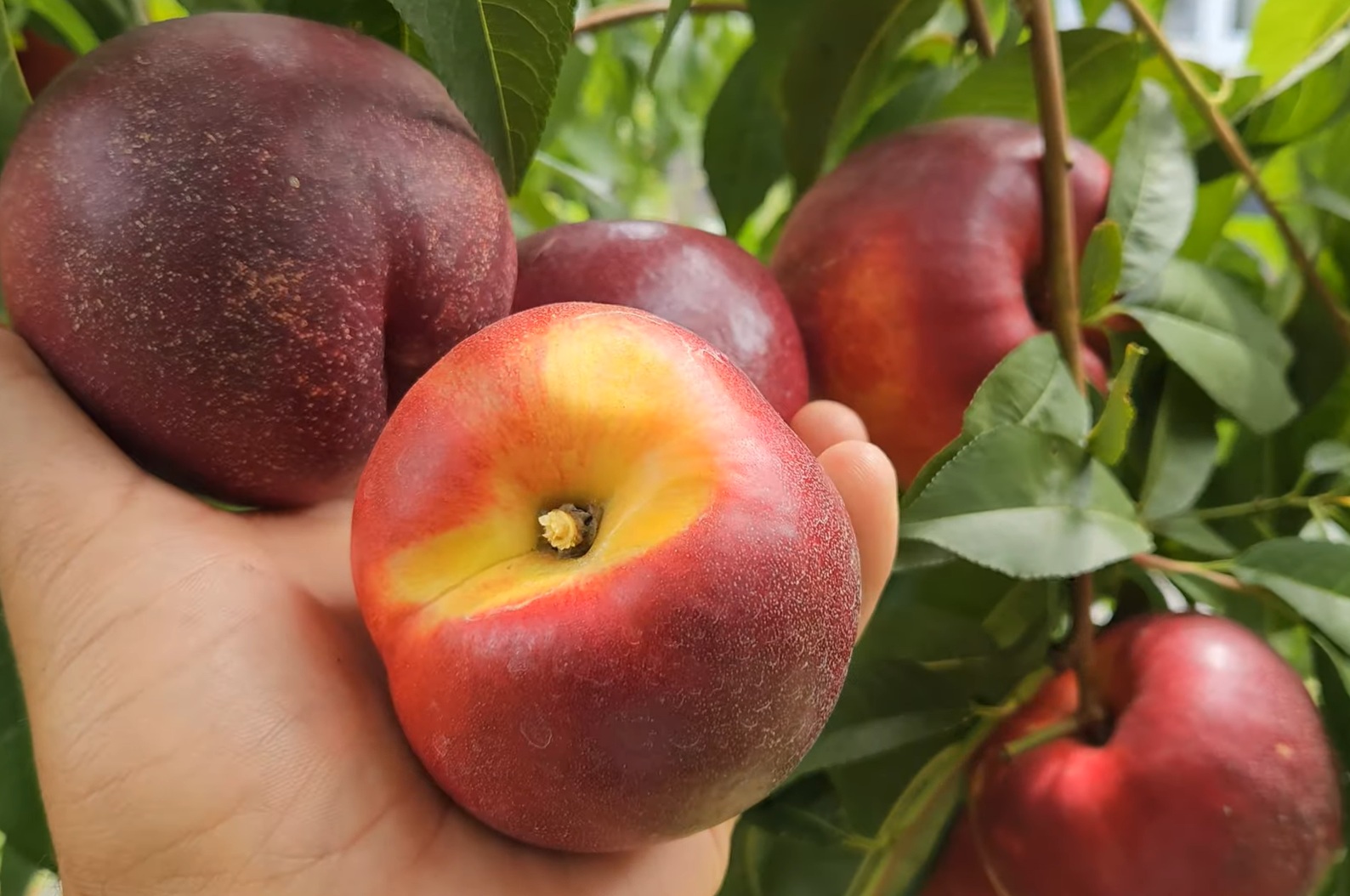 Купити Нектарин "Біг Топ"