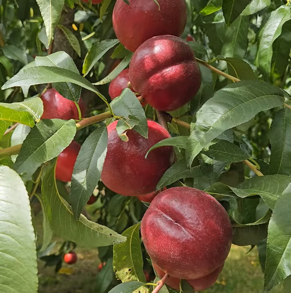 Купити Нектарин "Біг Топ"