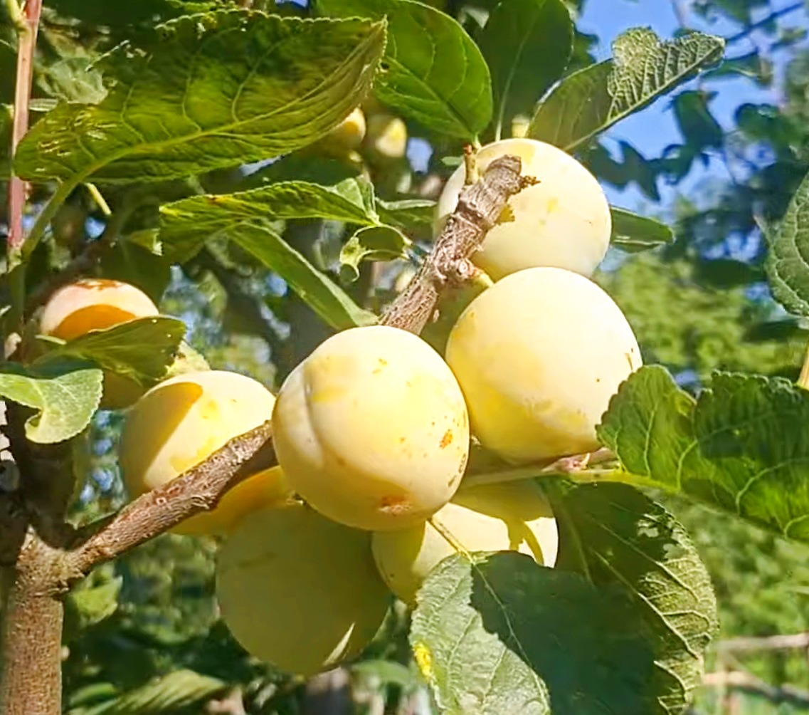 Купити Сливу "Біла Медова"