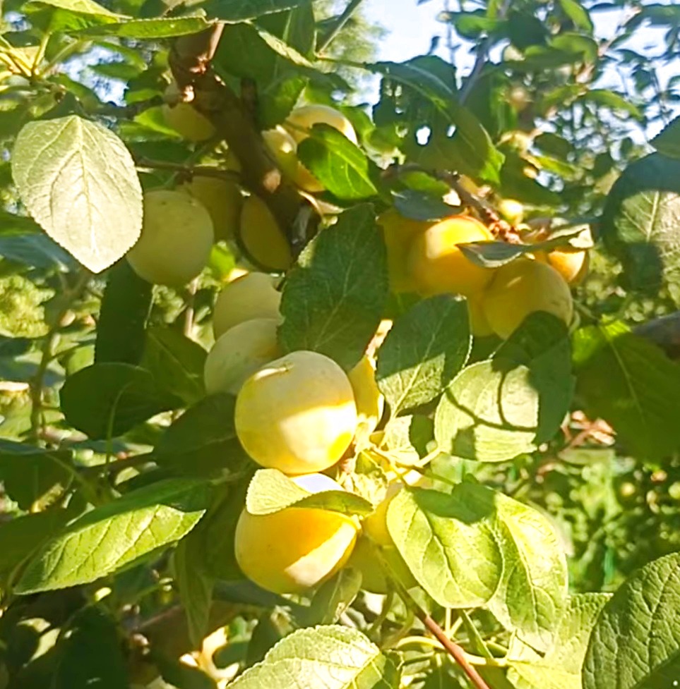 Купити Сливу "Біла Медова"