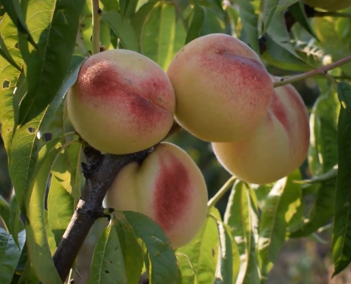 Купить Персик "Белый Лебедь"