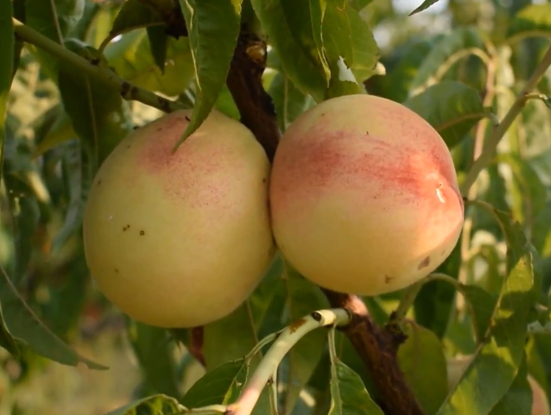 Купити Персик "Білий Лебідь"