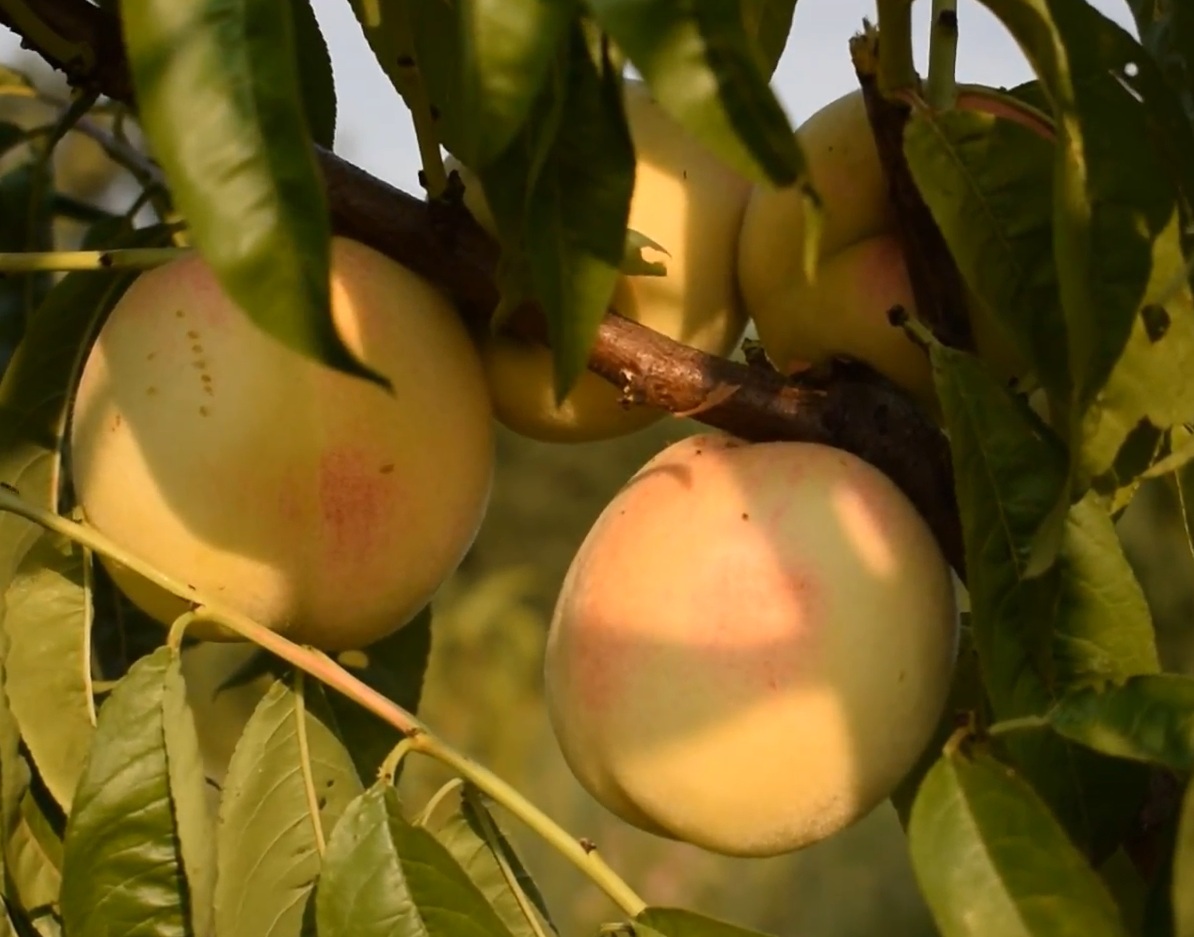 Купити Персик "Білий Лебідь"