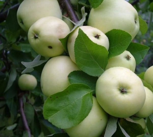 Купити саджанці яблуні  Білий Налив