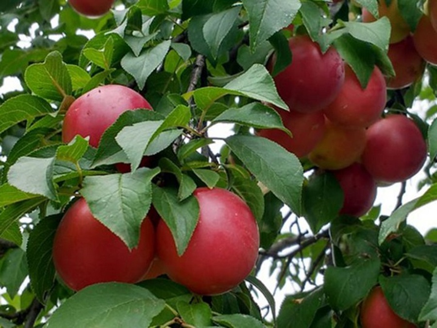 Купити Гібрид абрикоса "Бірікокколо Гігант ді Будріо" 